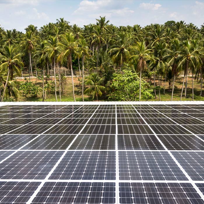 solar-panels-with-coconut-grove-in-background